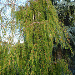Можжевельник жёсткий "Пендула" (Pendula)