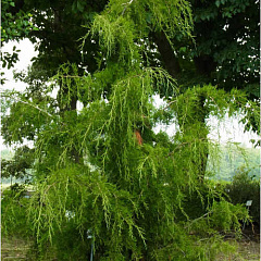Можжевельник виргинский "Пендула" (Pendula)
