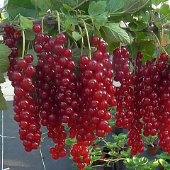 Смородина красная "Ровада"
