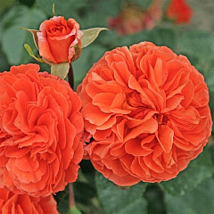 Роза флорибунда "Оранжери" (Orangerie)