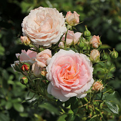 Роза флорибунда "Кремоза" (Cremosa)