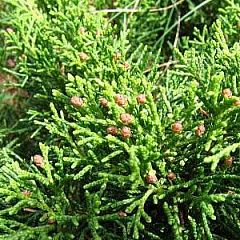 Можжевельник казацкий "Тамарисцифолия" (Tamariscifolia) ИХ