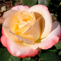 Роза чайно-гибридная "Бель Перл" (Belle Perle)