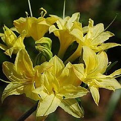 Рододендрон листопадный "Нарциссифлора" (Narcissiflora) 