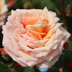Роза плетистая "Барок" (Barock)