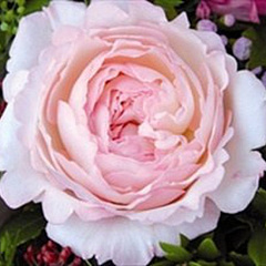 Роза английская "Кейра" (Keira)