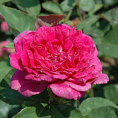 Роза английская "Софи Роуз" (Sophy's Rose)