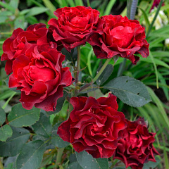 Роза флорибунда "Таманго" (Tamango)