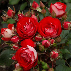 Роза флорибунда "Розиге Ландростай" (Rosige Landdrostei)