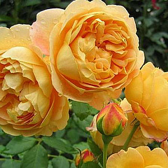 Роза английская "Голден Селебрейшен" (Golden Celebration)
