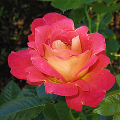 Роза шраб "Декор Арлекин" (Decor Arlequin)