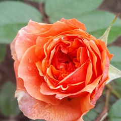 Роза японская "Каориказали" (Kaorikazali)