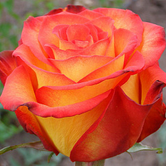 Роза флорибунда "Гейша" (Geisha) 