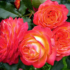 Роза флорибунда "Мидсаммер" (Midsummer)