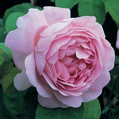 Роза английская "Констанс" (Constance)