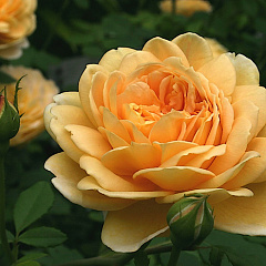 Роза парковая "Голден Селебрейшен" (Golden Celebration)